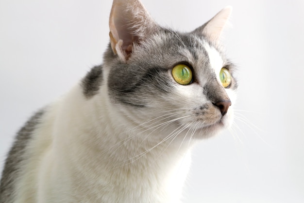 Adult grey white cat 