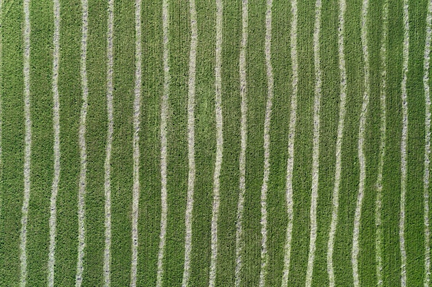 Photo aerial drone view of striped green farm field