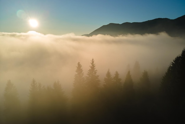 Aerial view of amazing scenery with foggy dark mountain forest pine trees at autumn sunrise Beautiful wild woodland with shining rays of light at dawn