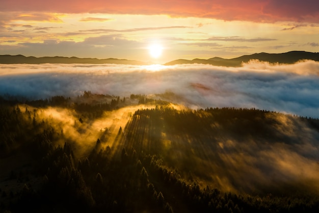 Aerial view of dark green pine trees in spruce forest with sunrise rays shining through branches in foggy fall mountains.