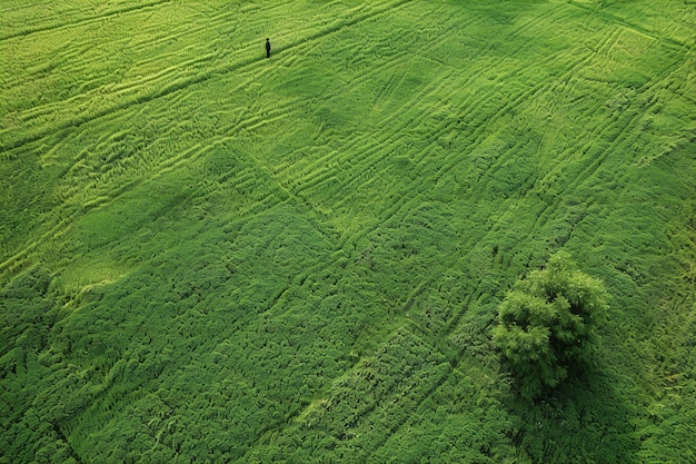 Photo aerial view of a green meadow with a tree in the middle