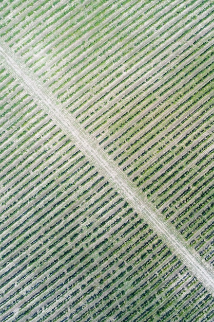 Photo aerial view of vineyard