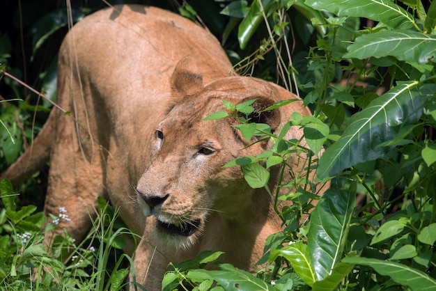 African lioness hiding inside a bush