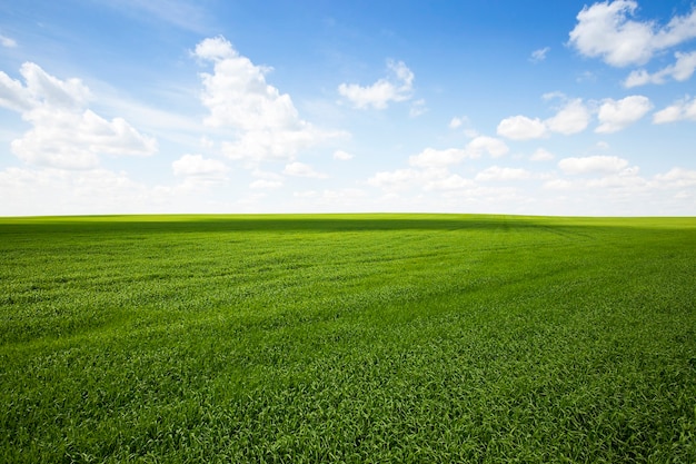 Photo agricultural field on which grow the young grass.