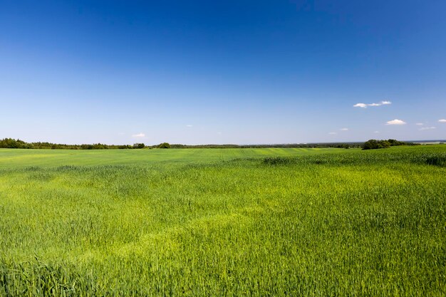 Photo agricultural field with a large number of green cereals a large number of green unripe cereals in the field