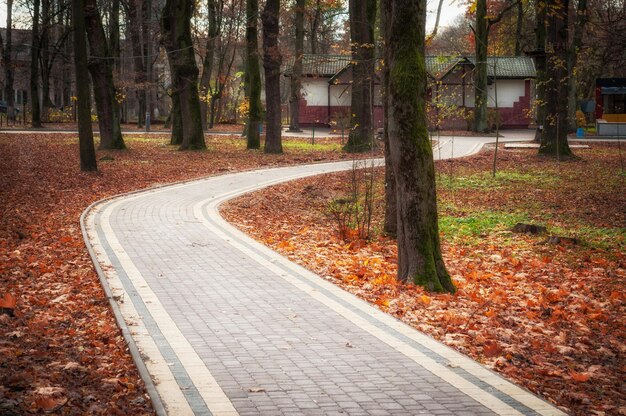 Photo alley in city park in autumn