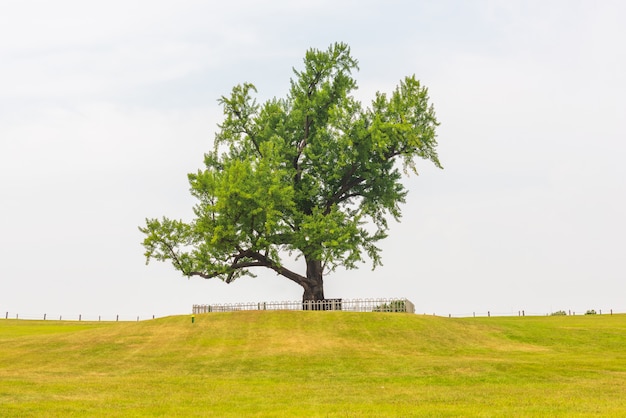 Photo alone tree at olympic park in seoul, south korea.