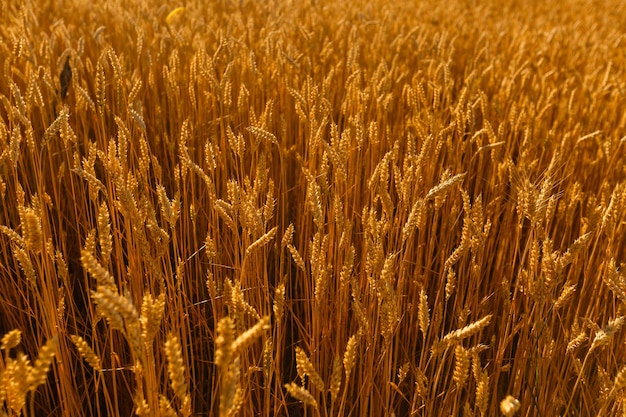 Amazing agriculture sunset landscape.Growth nature harvest. Wheat field natural product. Ears of golden wheat close up. Rural scene under sunlight. Summer background of ripening ears of landscape.