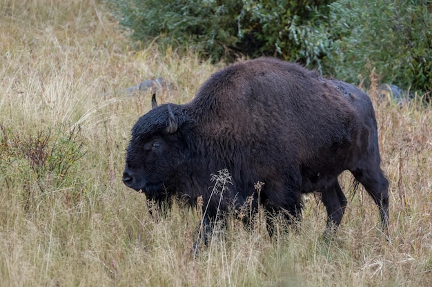 American Bison Bison bison in Yelowstone National Park