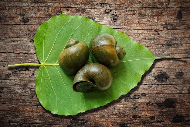 Apple snail on old wooden background