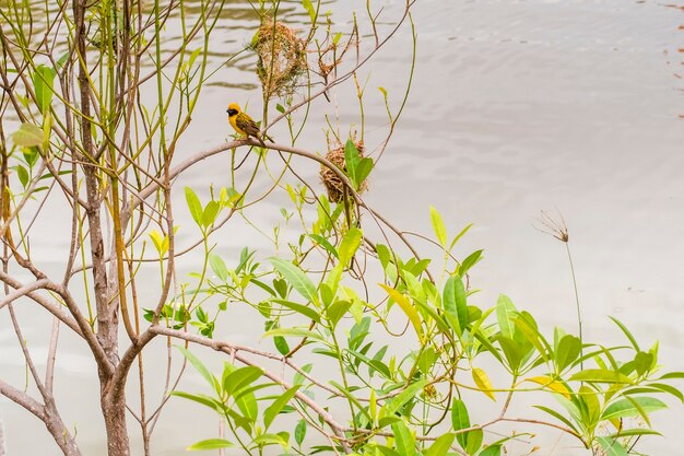 Asian Golden Weaver perching on grass stem