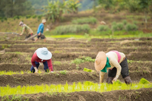 Photo asian woman on the rice field, farmer planting rice sprout in thailand