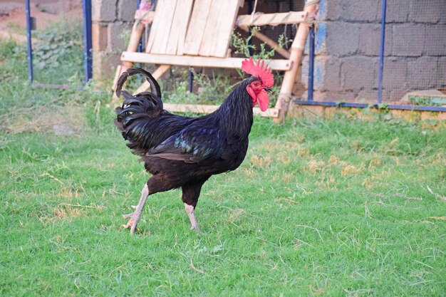 Astralop Rooster in farm