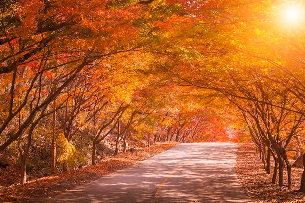 사진 한국의 가을과 공원의 단풍 나무, 가을 시즌의 내장산 국립 공원, 한국