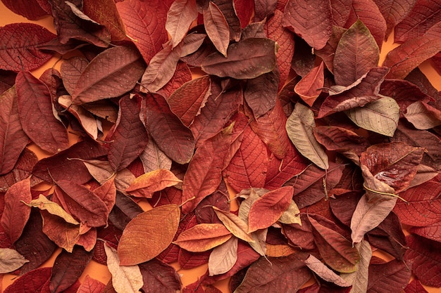 Autumn leaves background, top view close-up.