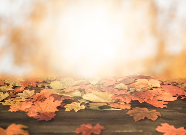 Autumn leaves lying on wooden ground