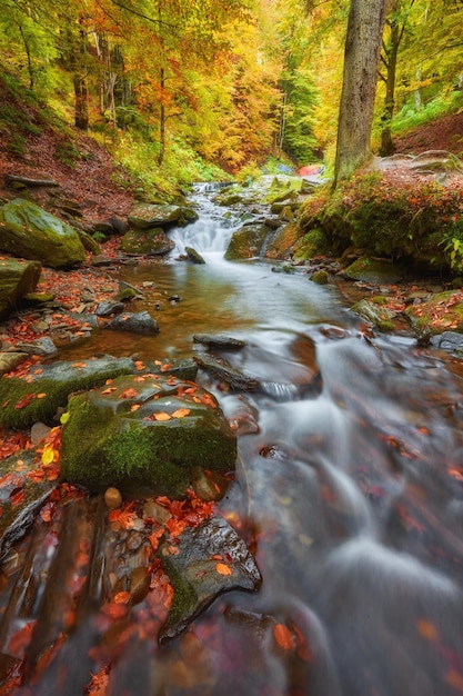 Autumn stream in the forest gold autumn European landscape