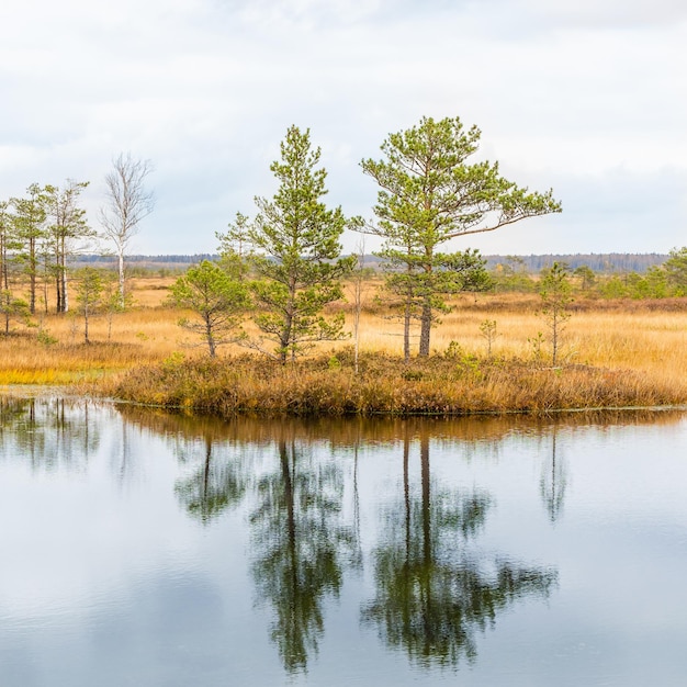 Autumn Swamp Landscape. Small Lake, Swamp Islands, Pine Trees. Yelnya National Park, Belarus