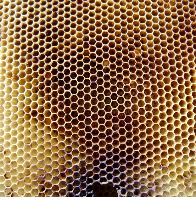 Photo background hexagon texture wax honeycomb from a bee hive