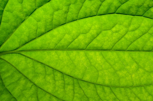 Background macro pattern of green leaves