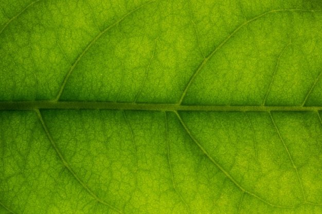 Background macro pattern of green leaves