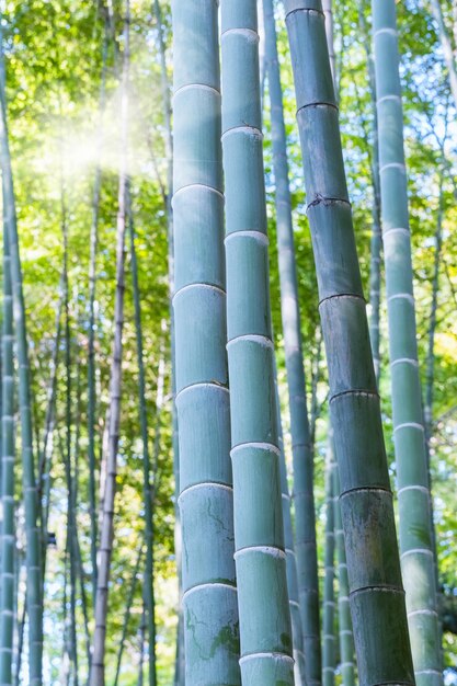 Photo bamboo forest trees closeup beautiful nature upward view