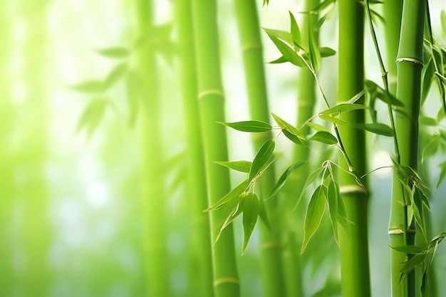 Photo bamboo forest with green leaves on blurred background nature background