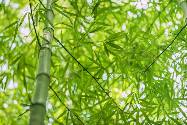 Photo bamboo nature plant