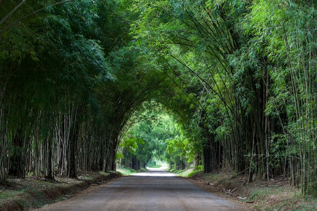 Photo bamboo tunnel and road