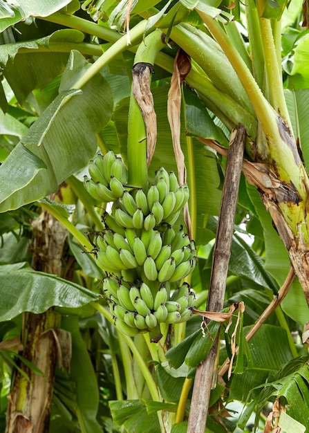 Banana tree in fields