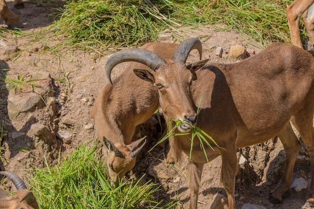 barbary sheep and glass.