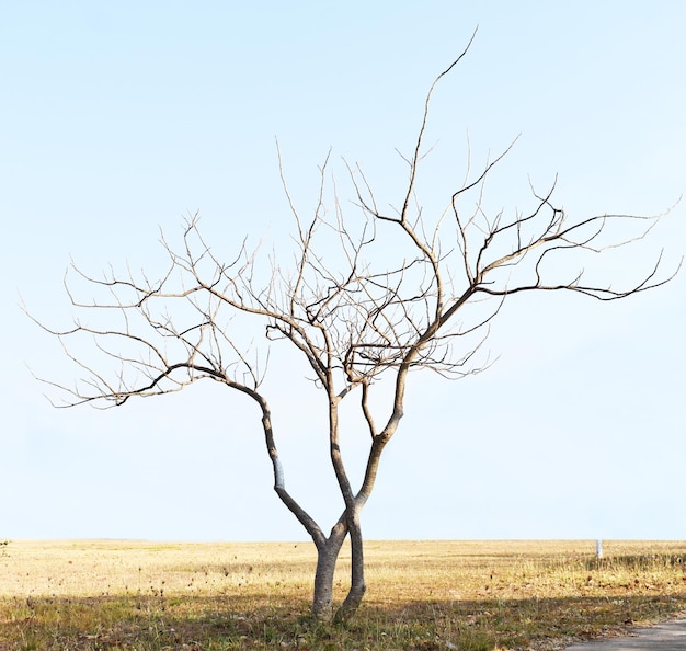 Foto albero nudo sul campo contro il cielo