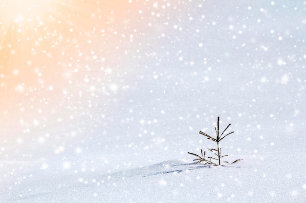 Beautiful amazing Christmas winter mountain landscape Small young green fir tree spruce growing alone in deep snow on cold sunny frosty day on clear bright colorful snowflakes copy space background