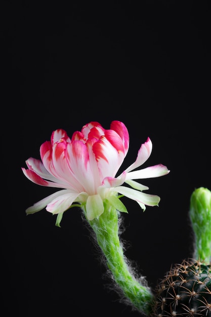 Beautiful blooming Lobivia cactus flower on black background