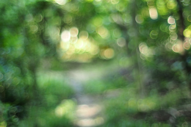 Beautiful Blurred Summer Trees In Park