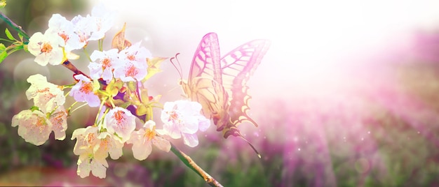 Beautiful branch of blossoming tree in spring with butterfly