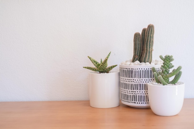 Beautiful cactus put on wood table with white background for home decor