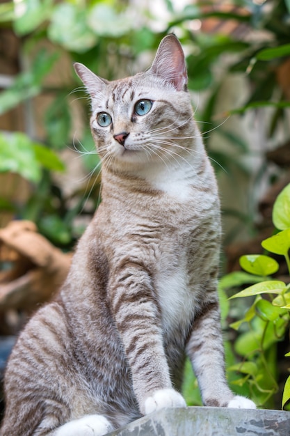 Beautiful cat  in the garden.