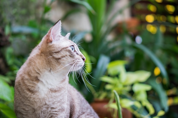 Beautiful cat in the garden.