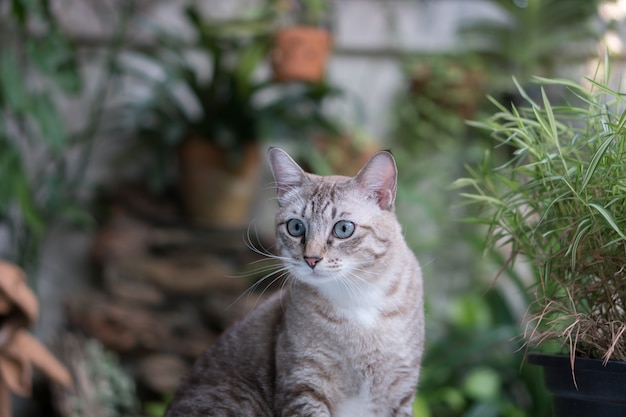 Beautiful cat in the garden.