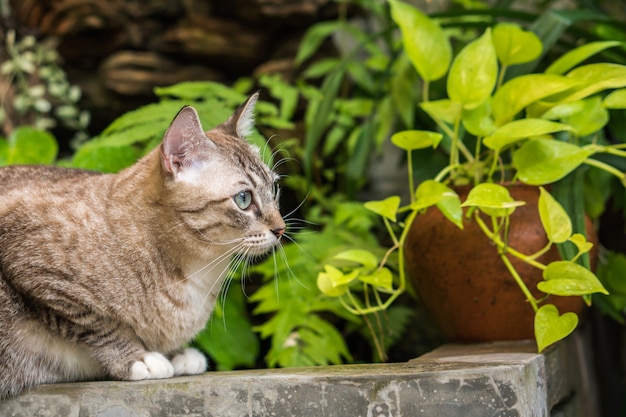 Beautiful cat outdoors