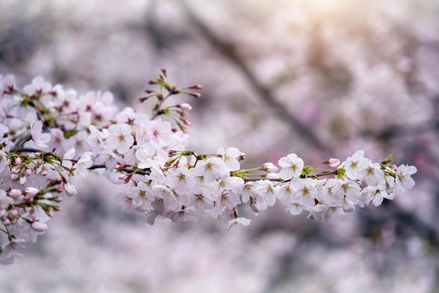 Beautiful Cherry blossom in spring Spring background