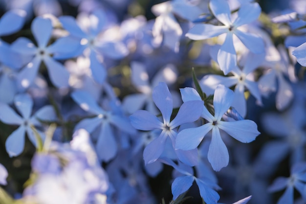 Beautiful colored blue flowers in the garden closeup Nature and plants wallpaper