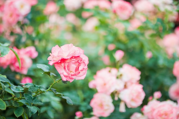 Photo 庭に美しいカラフルなピンクのバラの花