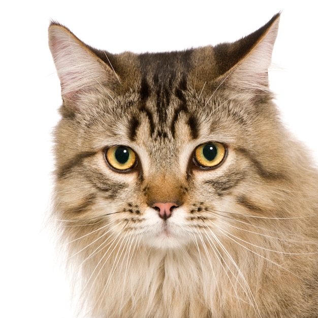 Beautiful crossbreed or mixed-breed cat portrait isolated