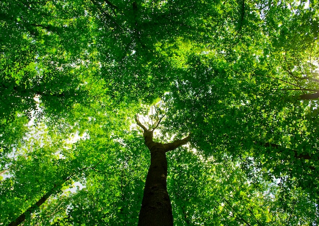 Photo beautiful forest landscape in the morning