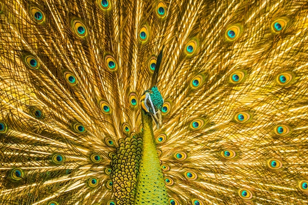 Beautiful golden peacock the symbol of elegance