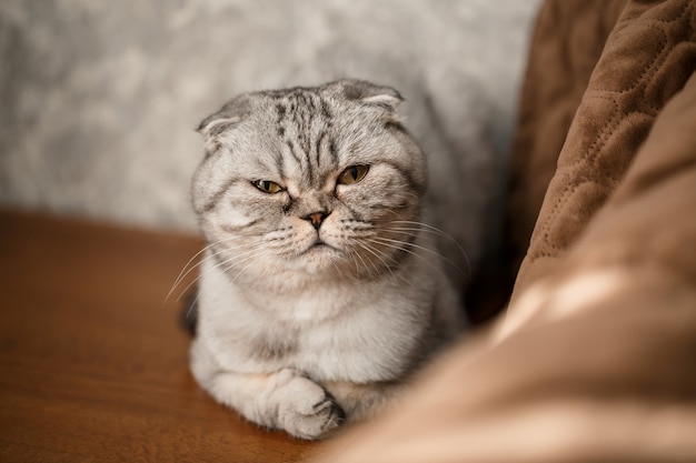 Photo a beautiful gray large scottish fold cat or scottish fold. pet playful cat