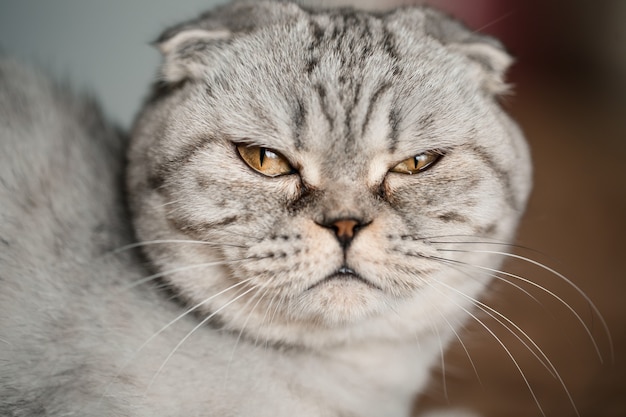 Photo a beautiful gray large scottish fold cat or scottish fold. pet playful cat