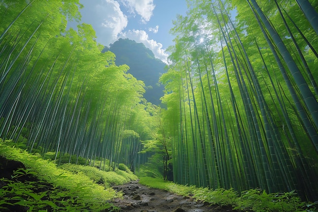 Photo beautiful green bamboo forest with tall trees and a path in japan